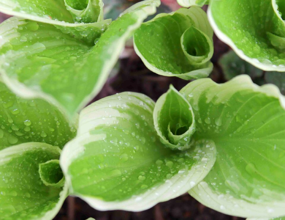 Green leafy green leaves