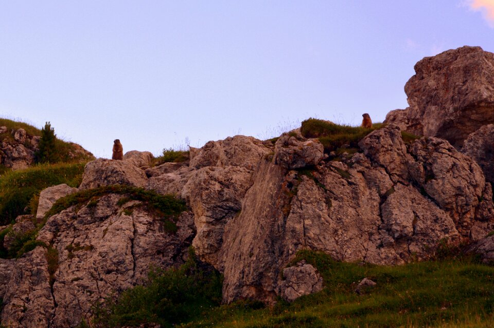 Marmot animal rock