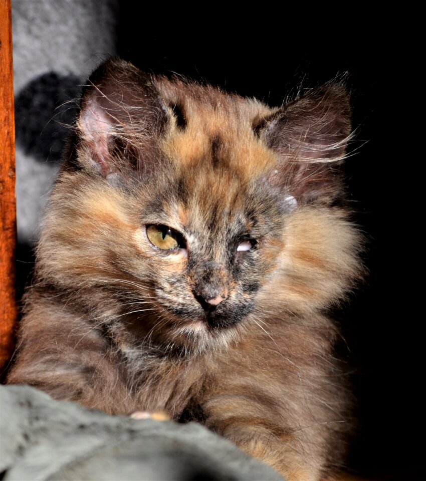 Soft animal welfare kitten
