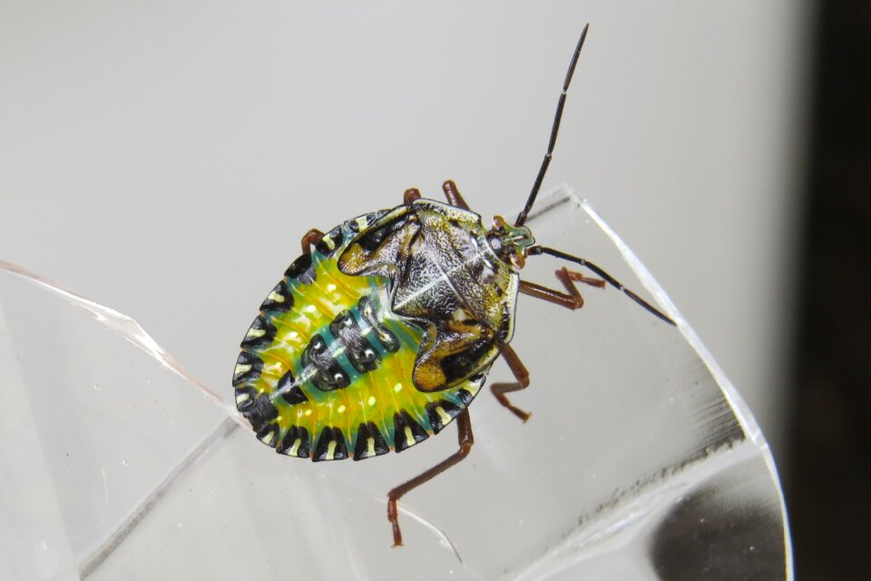 Arthropod maria-stinky animal