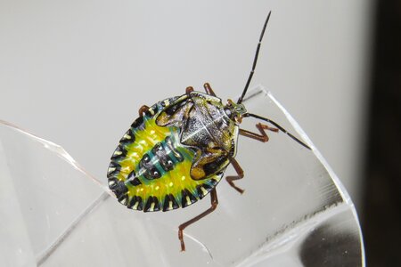 Arthropod maria-stinky animal