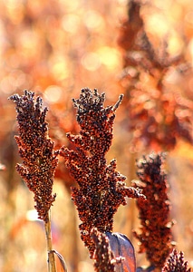 Grain farm plant photo