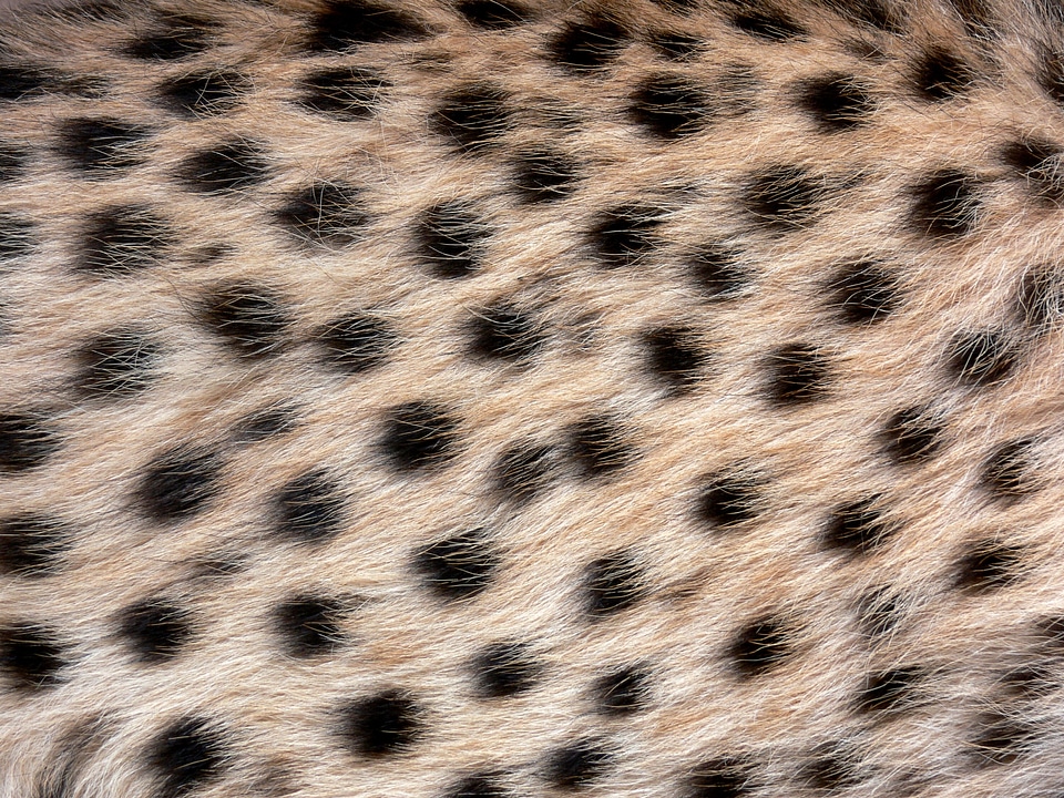 Wild animal wildlife big cat