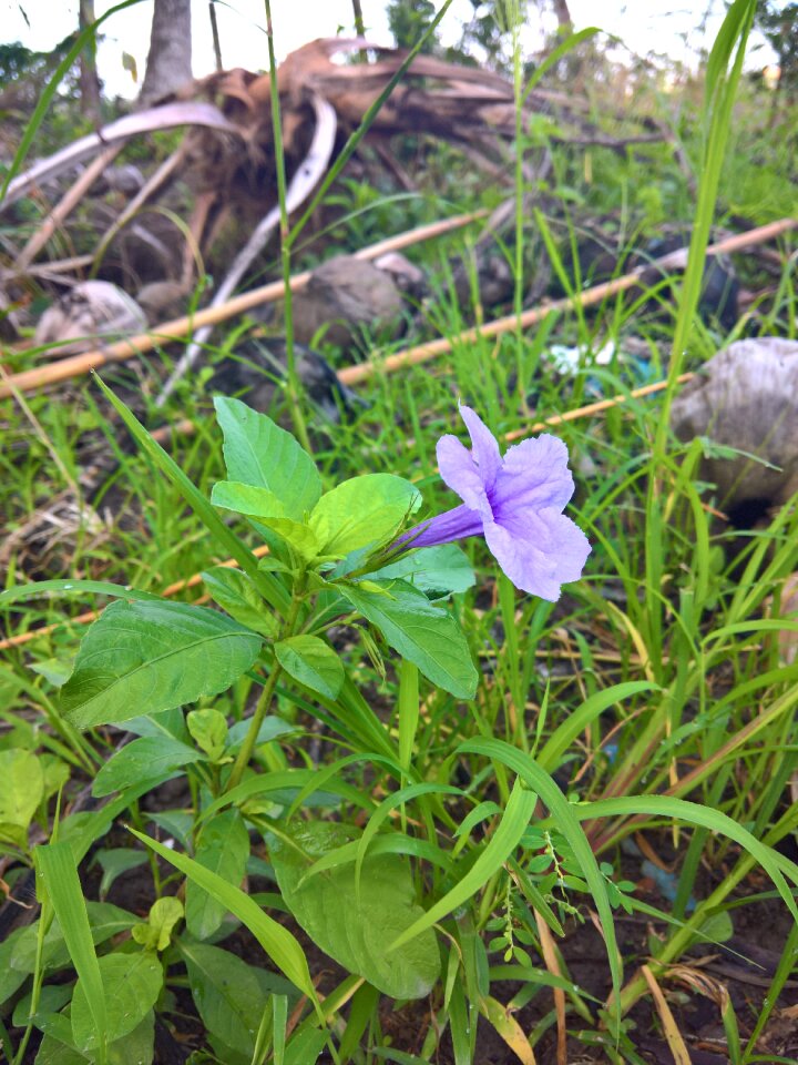 Natural nature the morning