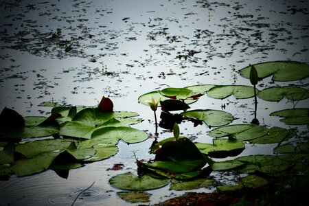 Flower pads frog