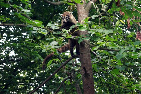 Climber tree proboscis bear