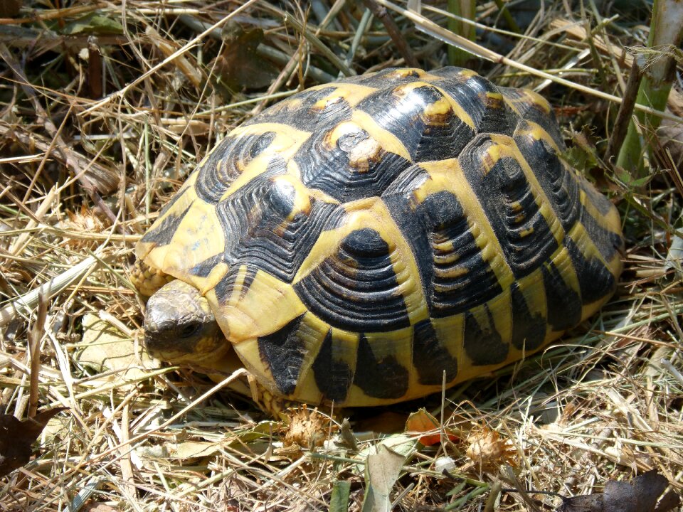 Priorat turtle protection