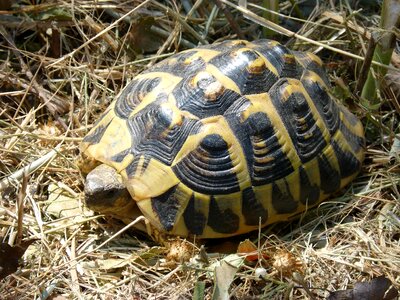 Priorat turtle protection