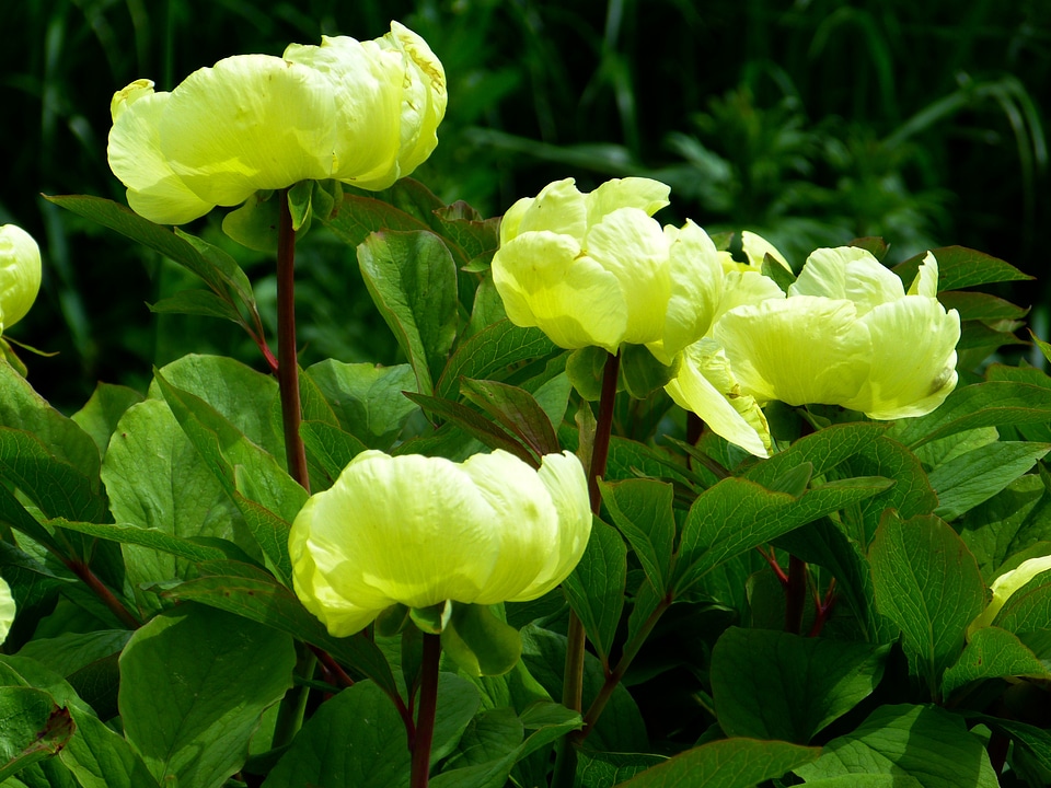 Nature flora blossom