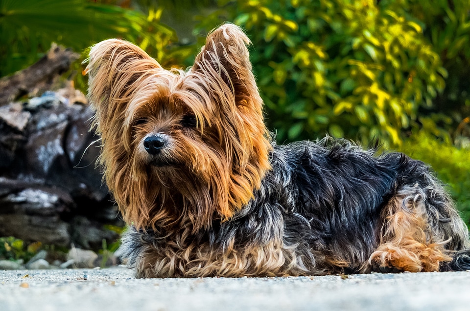 Dog yorkshire terrier small dog photo