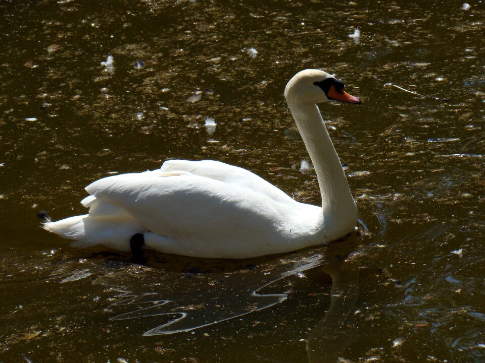 Water bird wild birds nature