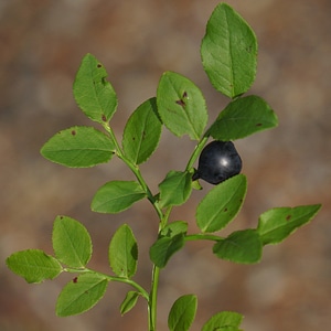 Vaccinium myrtillus twig finnish wild berries