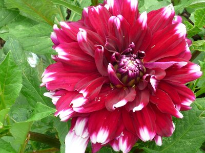 Blossom bloom red