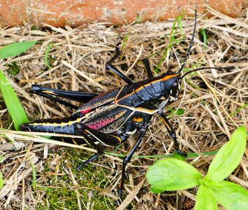 Insect animal wildlife photo