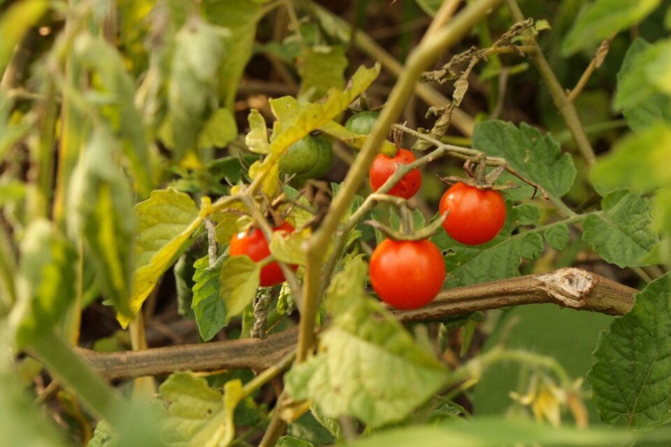 Food plantation farm