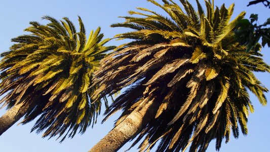 Tropical palm tree palm