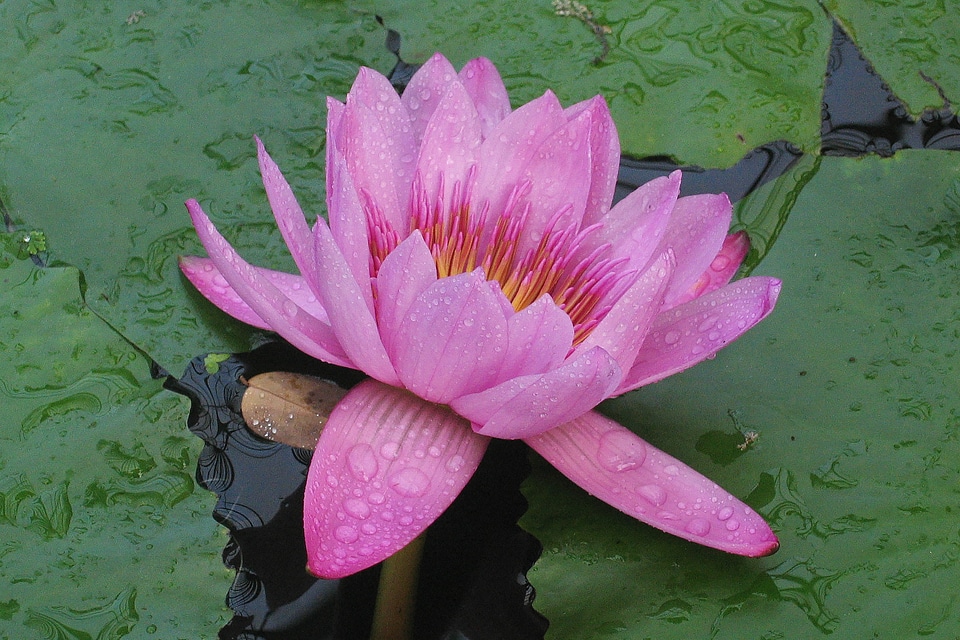 Pink water plant