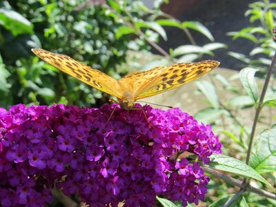 Butterfly buddleja davidii purple flower photo