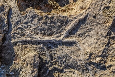 Petrified fossilized stone photo