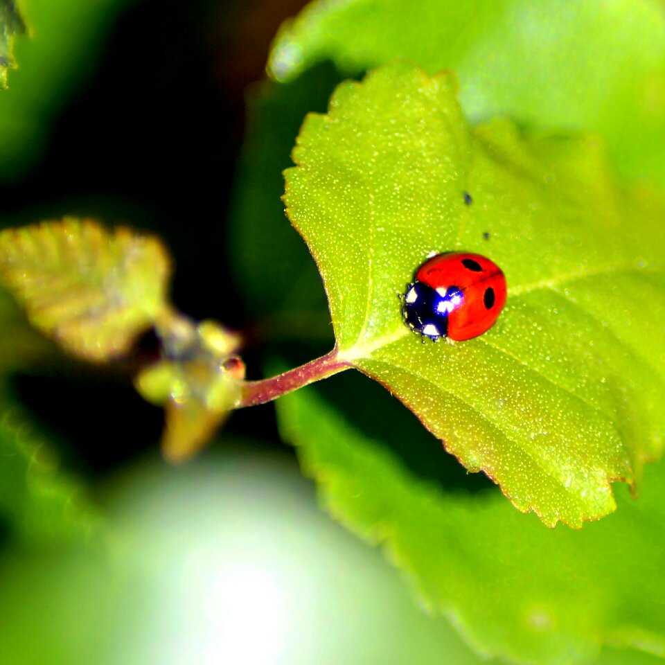 Lucky charm beetle luck