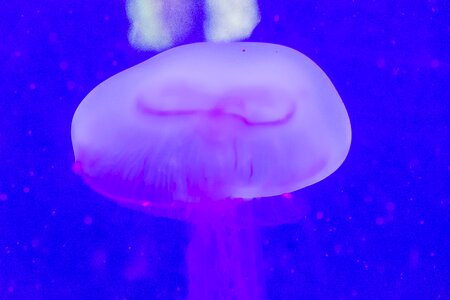 Jellyfish aquarium marine fauna photo
