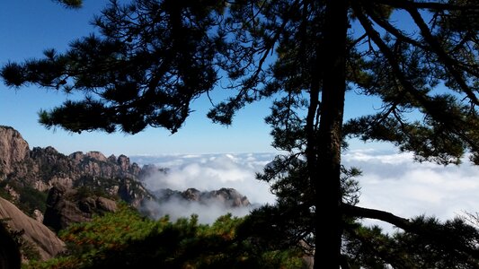 Clouds pine huangshan