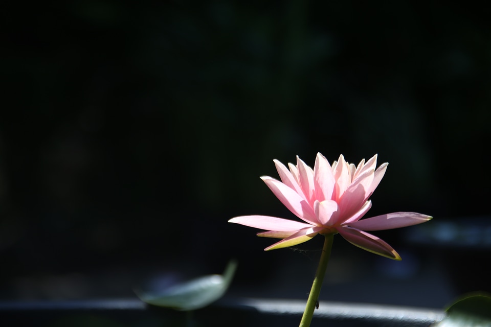 Plants pink water lilies