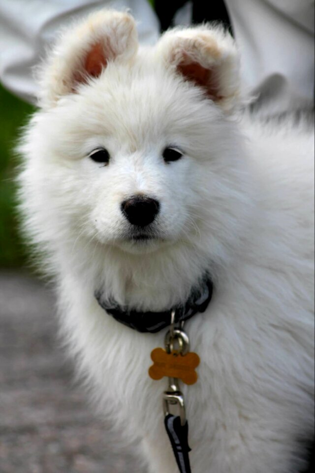 Samoyed pet animal