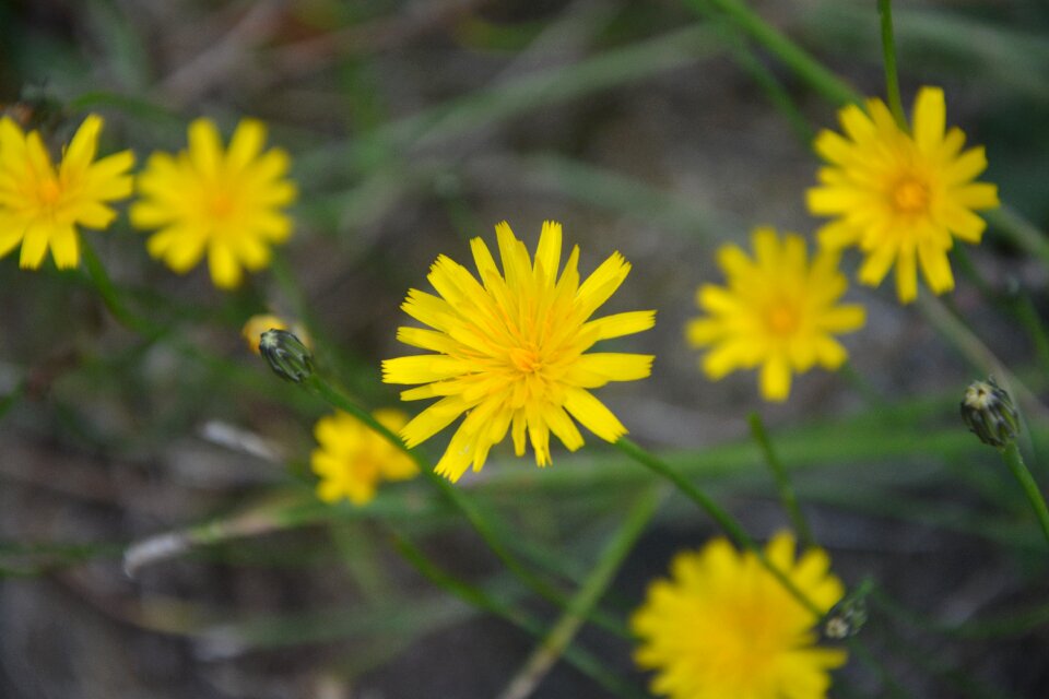 Field summer plant