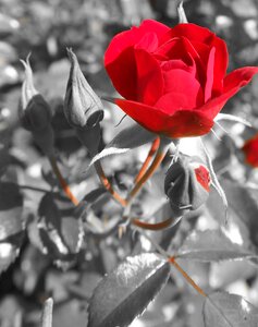 Bloom rose red photo