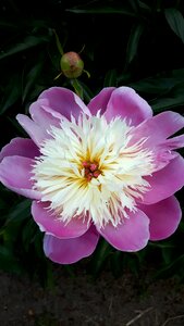 Spring floral blossom