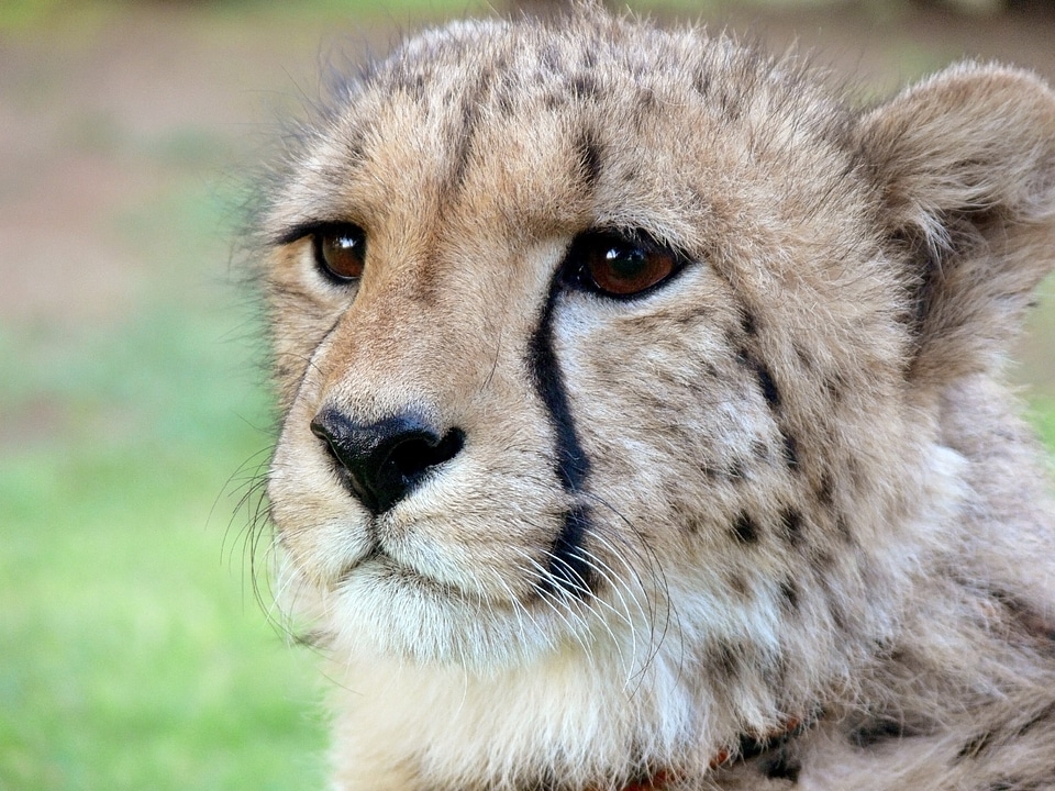 Spots tears tear marks