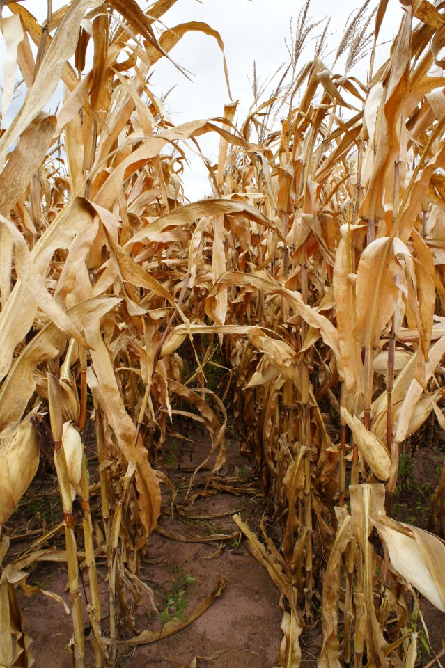 End of season field agriculture