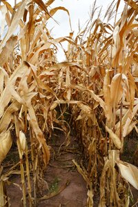End of season field agriculture