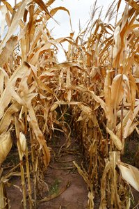 End of season field agriculture photo