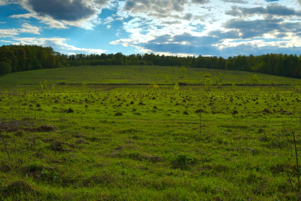 Grass forest uneven