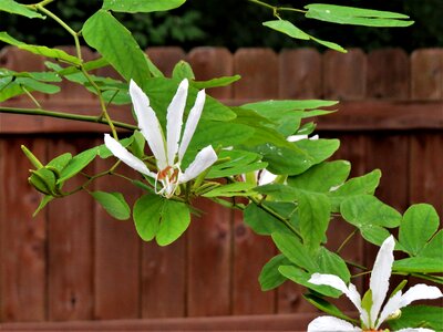 Blooms garden