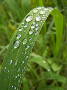 Natural plant raindrop landscape