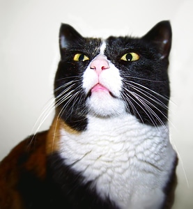 Cat face calico feline photo