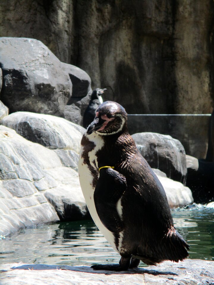 Animal animal world bill