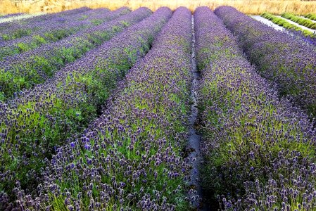 Farm pattern