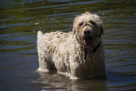 Pet summer