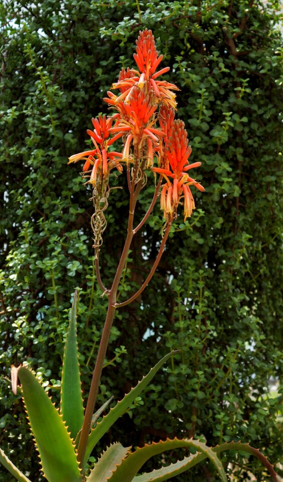 Flower plants garden