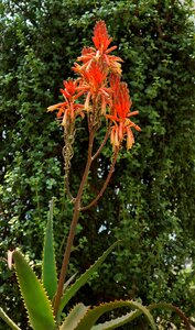 Flower plants garden