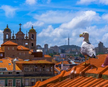 Gulls roof portugal photo