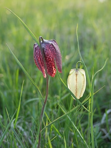 Uppsala county flower checkered
