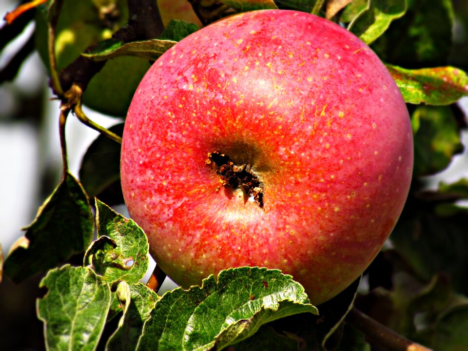 Tree nature health