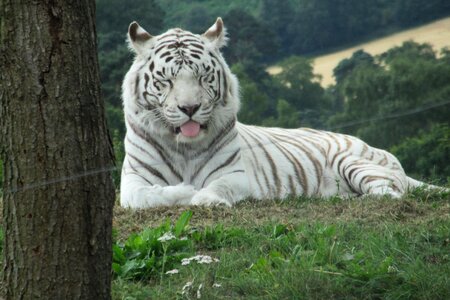 White tiger tiger photo