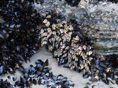 Barnacle perceves shellfish