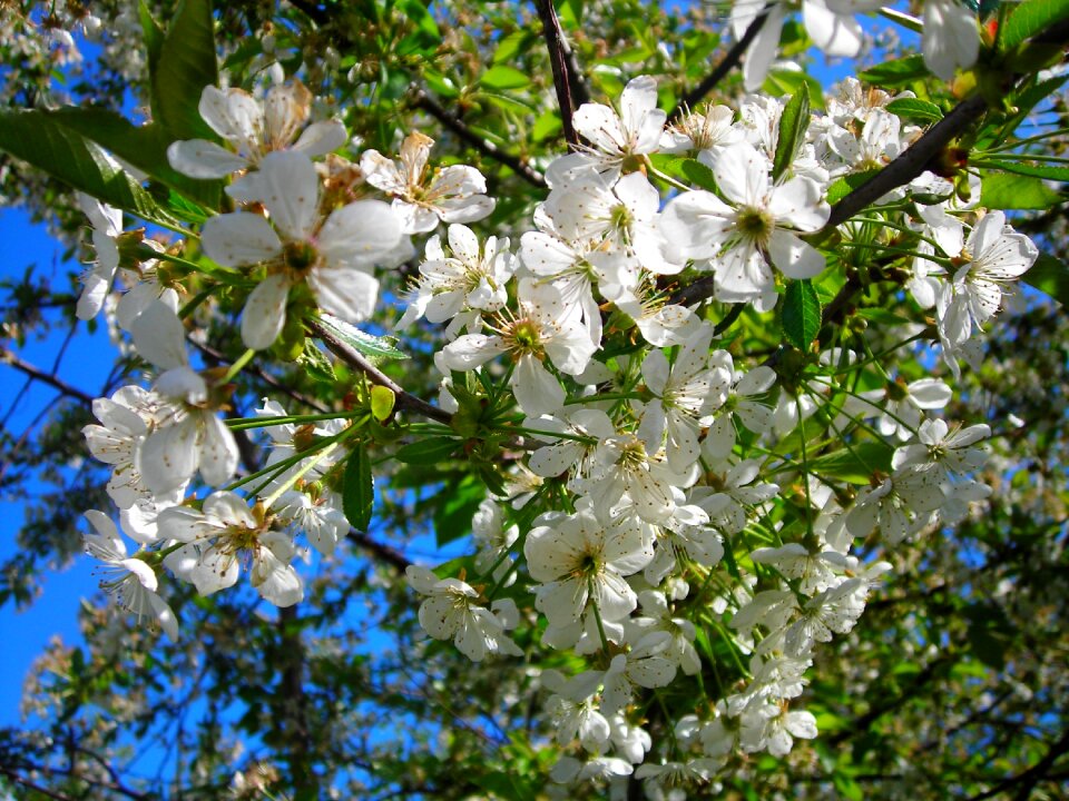 Flowers cherry flowering
